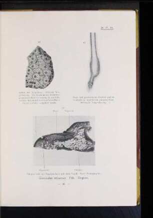 Glandulae sebaceae. Pili. Ungues.