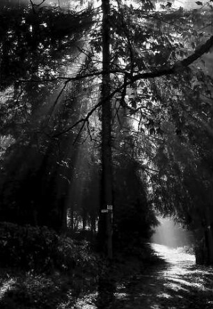 Herbstlicher Wald bei Hinterzarten