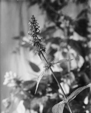 Sumpf-Ziest : Sumpf-Ziest (Stachys palustris Linnaeus).