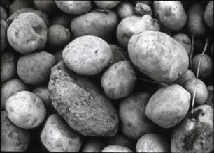 Mit Fremdkörpern durchsetzte Kartoffeln