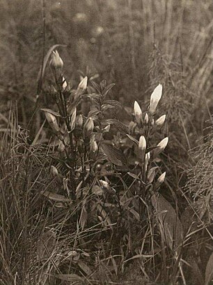 Enziane (Gentiana). Früher Enzian bei Altenberg im Erzgebirge. Geschlossene Blüten