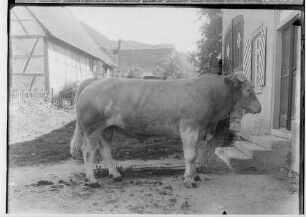 Landwirtschaftskammer Sigmaringen 1934 - Tieraufnahmen Stier
