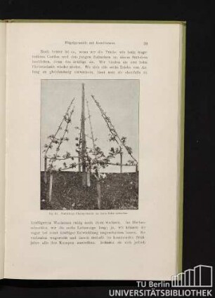 Fig. 21. Fünfjährige Flügelpyramide der Sorte Astrachan.
