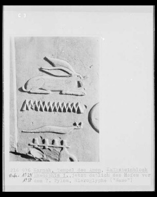 Hieroglyphe: Hase