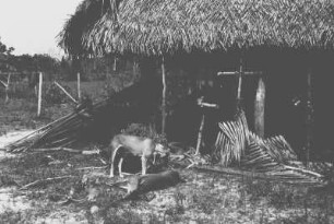 Erlegter Rehbock (Lateinamerika-Aufenthalte 1934/1942 - 2. Kolumbien 1934-1937)
