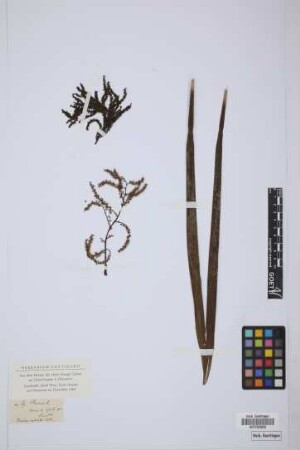 Thrinax radiata