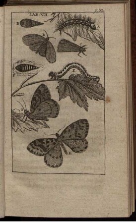 Tab. VII. [siehe arabische Paginierung]
