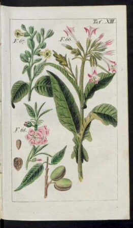 Taf. XIII. F. 66. - F. 68.
