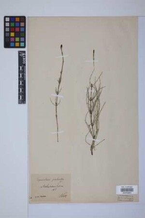 Equisetum palustre L.