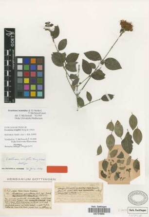 Exostema wrightii Krug & Urb. [isotype]
