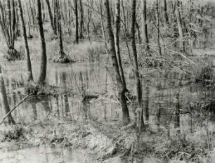 Sumpfwald (z. T. verwilderte Anplanzung) im Elsterauengebiet bei Rittergut Lauer am Weg Lauer-Großzschocher, Anfang Juni 1944
