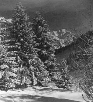 Winter Tannen : Winterbilder. Schneebedeckte Nadelbäume im Gebirge (vielleicht in den Allgäuer Alpen)