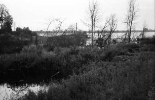 Taubergießen: Rheinwald; Naturschutzgebiet