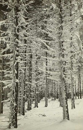 Winter im Erzgebirge. Verschneites Unterholz bei Schellerhau
