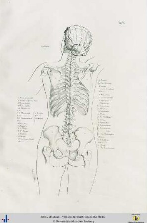 Tafeln [Muskulatur].