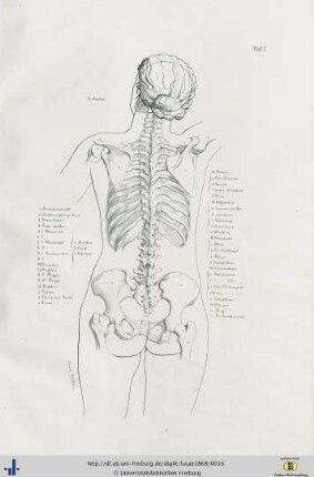 Tafeln [Muskulatur].