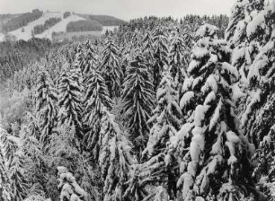 Nadelwald im Winter