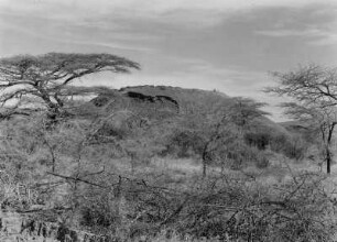 Im abessinischen Graben bei Metahara : Savannenvegetation im abessinischen Teil des Ostafrikanischen Grabenbruchs, nahe Metahara
