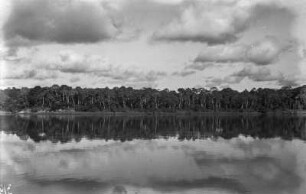 Rio Paraná : Vegetation auf einer Insel im Rio Paraná.