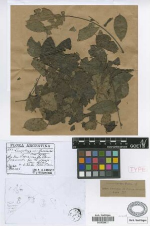 Loxopterygium gisebachii Hieron. & Lorentz ex Griseb. [holotype]