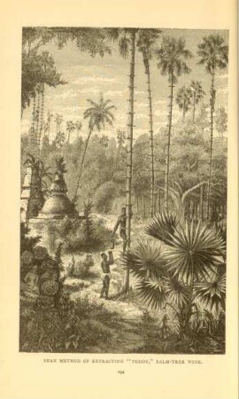 Shan method of extracting "Toddy", palm-tree wine