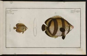CCVr, Fig. 1.: Chaetodon Striatus. Fig. 2.: Chaetodon Capistratus