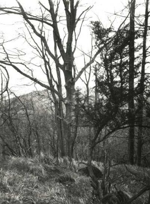 Oberlausitz. NSG Rotstein. Naturnaher Mischwald mit Eibe. Herbstaufnahme