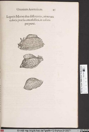 Leporis Marini duae differentiae, nimirum coloris prossus amethistini, & coloris purpurei.