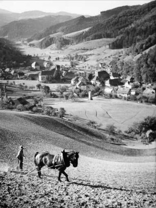 Pflügen mit dem Pferd