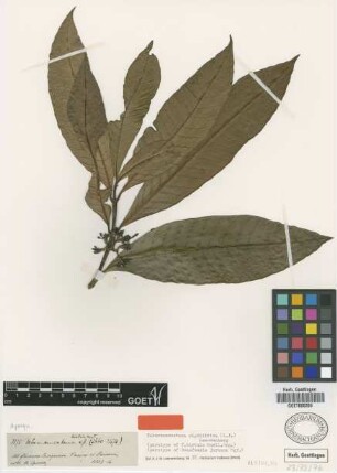 Bonafousia juruana Markgr. [paratype]