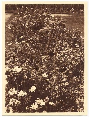 Gartenanlage Richard-Wagner-Festspielhaus, Bayreuth: Nahaufnahmen von Blumen