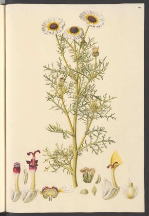 Chrysanthemum carinatum, Blatt 188