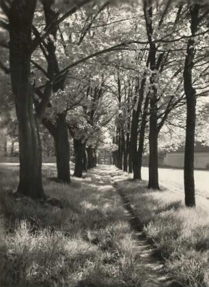 Pöhl nord-nordöstlich Plauen. Allee am Schloß