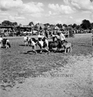 Sportveranstaltung: Pferdeleistungsschau: Reit- und Fahrverein Trittau und Umgebung von 1922 e.V.: Vorführung des Ponygestüts Auberghof mit Ponys und Fohlen: im Hintergrund Gäste und Zuschauer