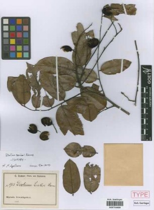 Dialium zenkeri Harms[isotype]