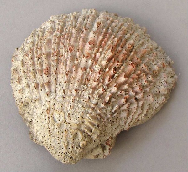 Spondylus-Schale