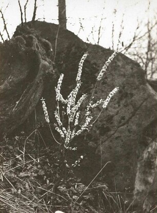 Sächsische Schweiz. Echter Seidelbast (Kellerhals, Daphne mezereum). Blühende Einzelpflanze