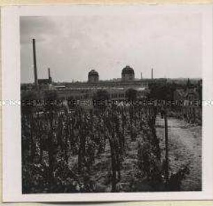 Grünberg, Deutsche Wollwaren-Manufaktur AG