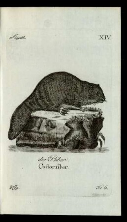 No 6. der Biber. Castor fiber.