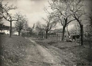 Bad Brambach-Schönberg, am Kapellenberg. Blühende Kirschbäume. Blick zur Kirche