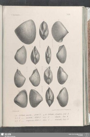 Pl. 388