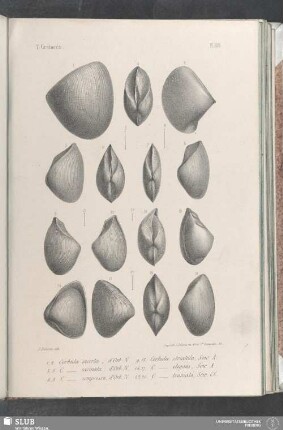 Pl. 388