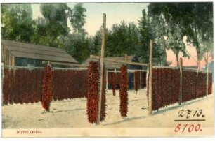 . Drying Chilies