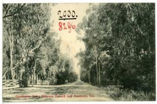 Port Hueneme, California. Eucalyptus Drive Between Oxnard and Huememe
