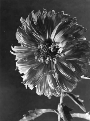 Chrysantheme