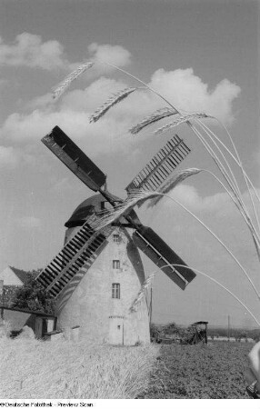 Blick auf eine Windmühle mit Ähren im Vordergrund