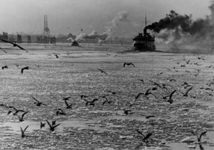 Hamburg. Hafen. Zwei Tage Frost und die Elbe führt Eis. Hungrige Möwen kreisen über den Eisschollen und fischen sich ihr Frühstück aus dem Wasser