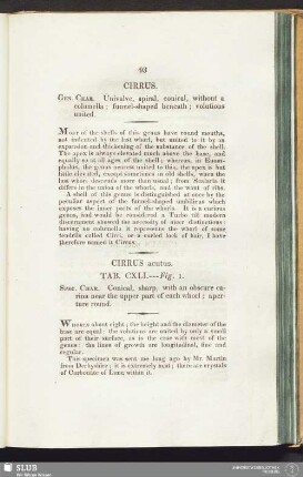 Cirrus acutus. Tab. CXLI. --- Fig. 1