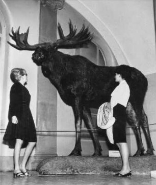 Frankfurt (Main), Senckenberganlage 25. Forschungsinstitut und Naturmuseum Senckenberg. Besucher vor einem präparierten Riesenelch