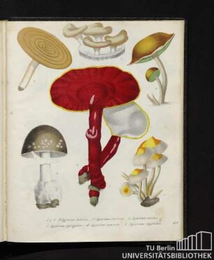 1. und 2. Polyporus lucidus. / 3. Agaricus cinerens. / 4. Agaricus aureus. / 5. Agaricus pyrogalus. / 6. Agaricus amaris. / Agaricus stypticus.